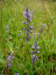 Polygala campestris