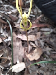 Lyperanthus suaveolens