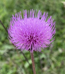 Carduus defloratus