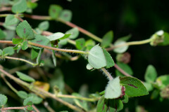 Euphorbia ophthalmica