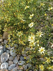 Coreopsis verticillata