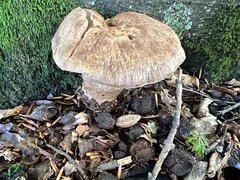 Cortinarius torvus