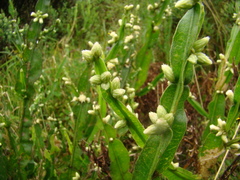 Baccharis altimontana