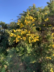 Ulex europaeus