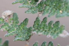 Myriopteris gracilis