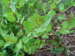 Porophyllum punctatum