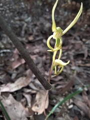 Lyperanthus suaveolens