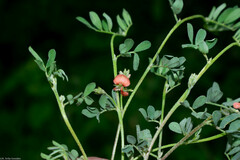 Indigofera miniata