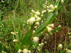 Baccharis altimontana