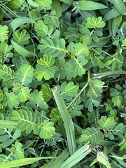 Phyllanthus
