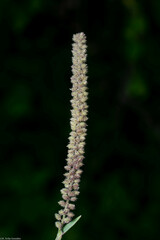 Tragus berteronianus