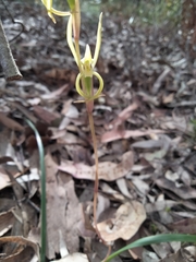 Lyperanthus suaveolens