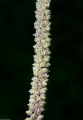 Tragus berteronianus