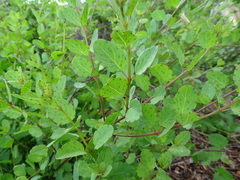 Porophyllum punctatum