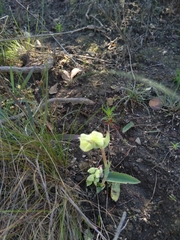 Pterygodium catholicum