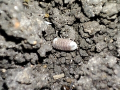 Porcellio dilatatus
