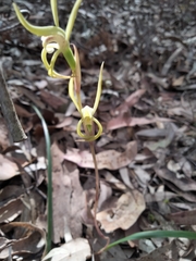 Lyperanthus suaveolens