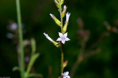 Plumbago pulchella