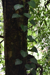 Philodendron microstictum