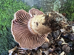 Cortinarius torvus