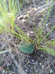 Pterygodium catholicum