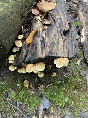 Hypholoma subviride