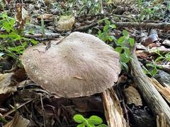 Cortinarius torvus