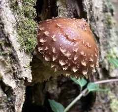 Hemistropharia