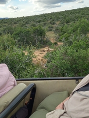 Panthera leo melanochaita