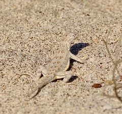 Callisaurus draconoides