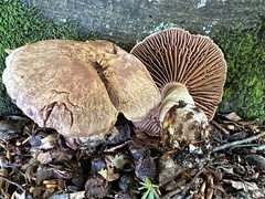 Cortinarius torvus