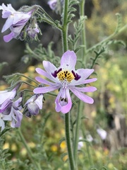 Schizanthus