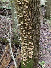 Rigidoporus populinus