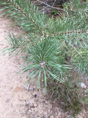 Pinus sylvestris