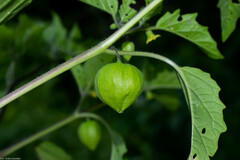 Physalis lagascae