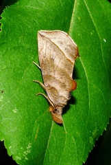 Calyptra canadensis