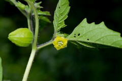 Physalis lagascae