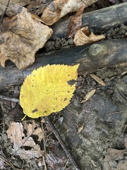 Betula alleghaniensis
