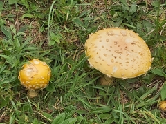 Amanita muscaria guessowii