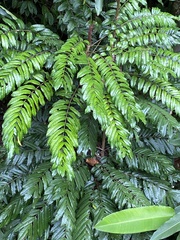 Cupania