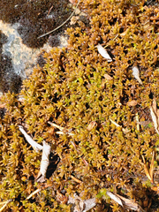 Sphagnum pylaesii