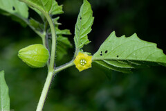 Physalis lagascae