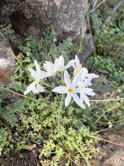 Leucocoryne ixioides