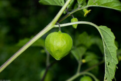 Physalis lagascae