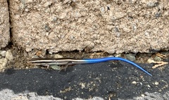 Plestiodon skiltonianus