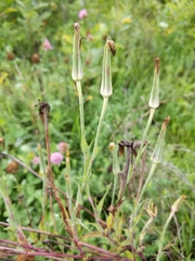 Tragopogon pratensis