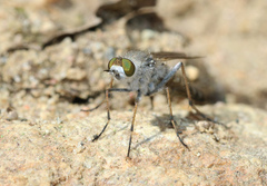 Acrosathe annulata