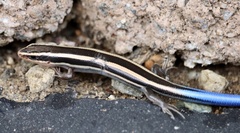 Plestiodon skiltonianus