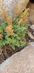 Cryptogramma acrostichoides
