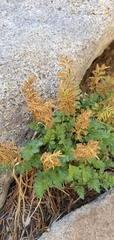 Cryptogramma acrostichoides